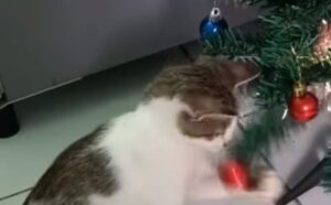 Il gattino gioca con le palline dell’Albero di Natale in una maniera davvero super educata (VIDEO)