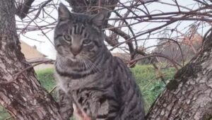 Il gatto Giuliano di Castiglion Fiorentino è malato: parte la gara di solidarietà per curarlo