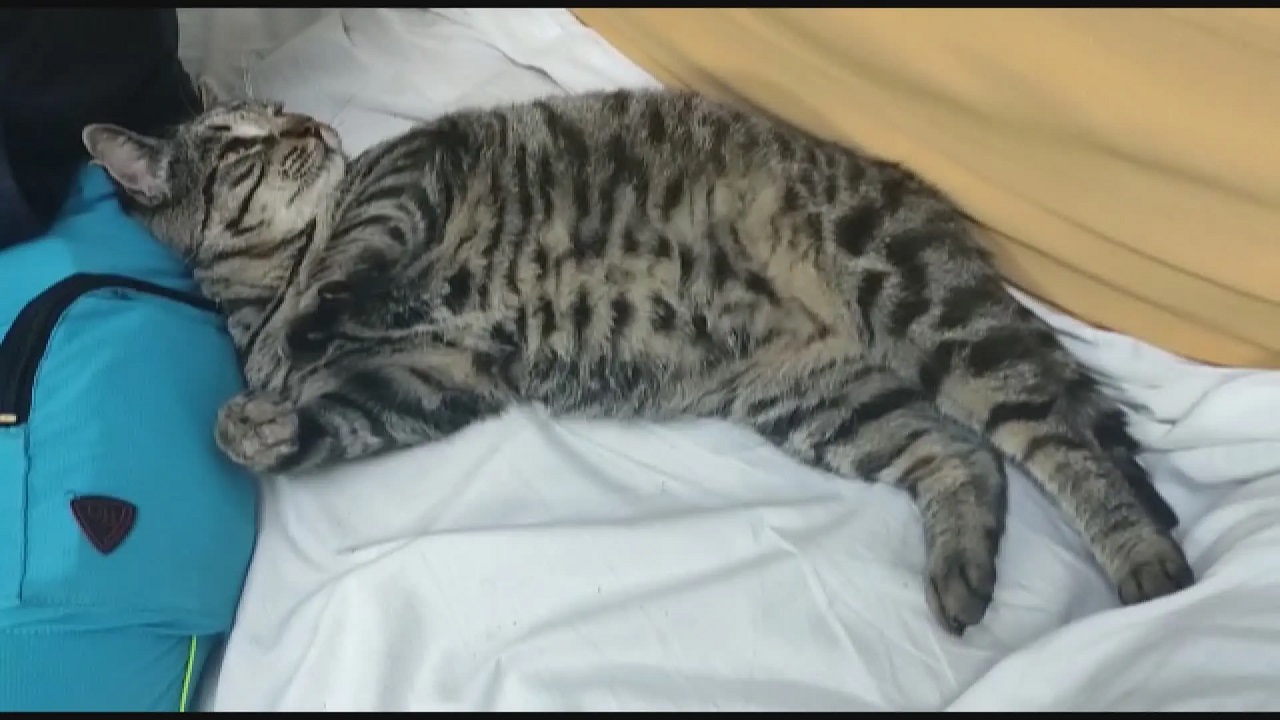 Gatto sdraiato su un lettino