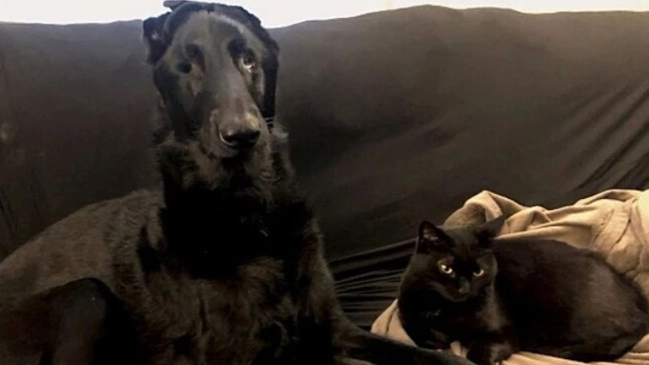 gatto nero e cane nero