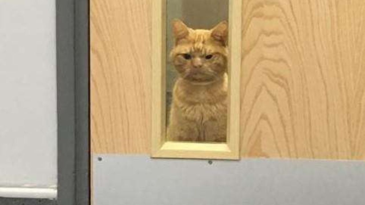 gatto arrabbiato dietro una porta