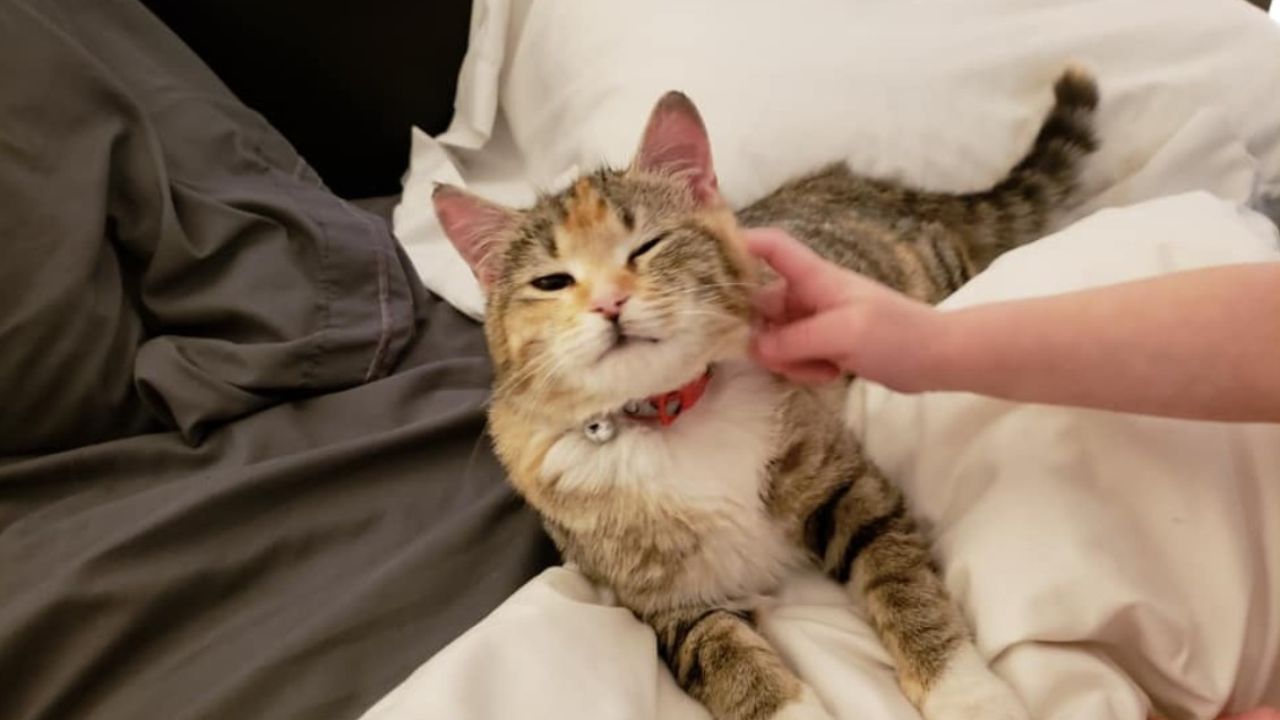 gatto con collare rosso in braccio