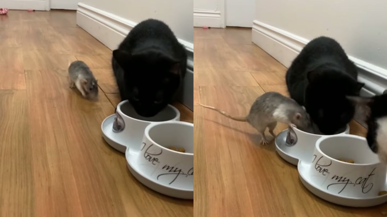 gatto mangia con topolino