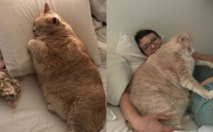 Si sono innamorati di un gatto obeso e hanno deciso di adottarlo per farlo tornare in forma (VIDEO)
