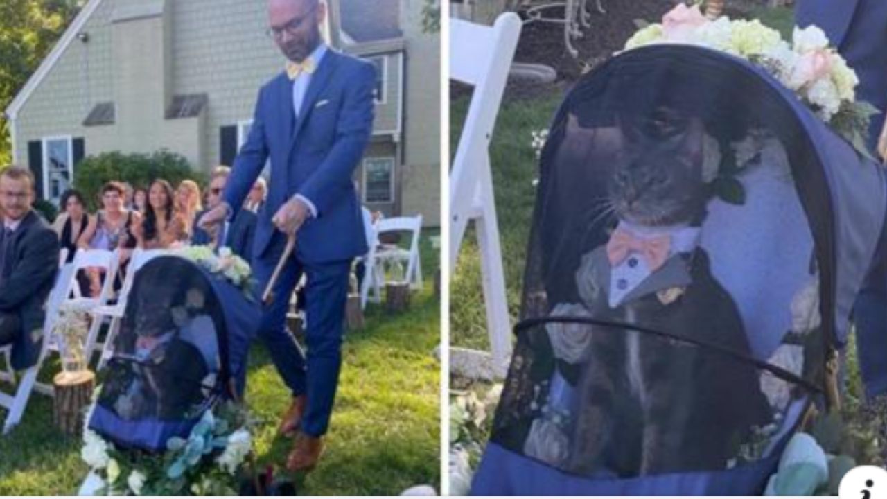 gatto partecipa al matrimonio