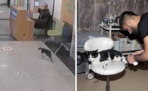 Il gatto randagio fa un ultimo tentativo per la salvezza: entra in una clinica veterinaria e cerca aiuto (VIDEO)