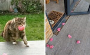 Il gatto romantico raccoglie i fiori dal suo giardino e li porta ogni giorno ai vicini, come regalo