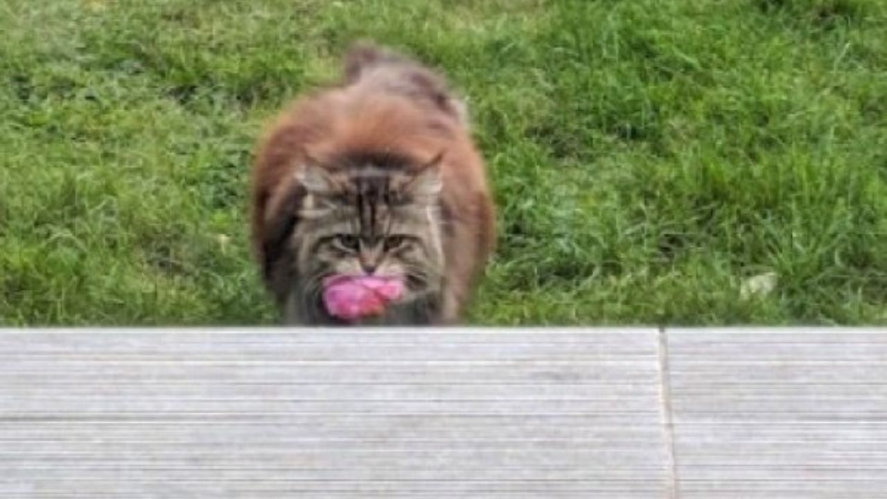 gatto porta il fiori a casa