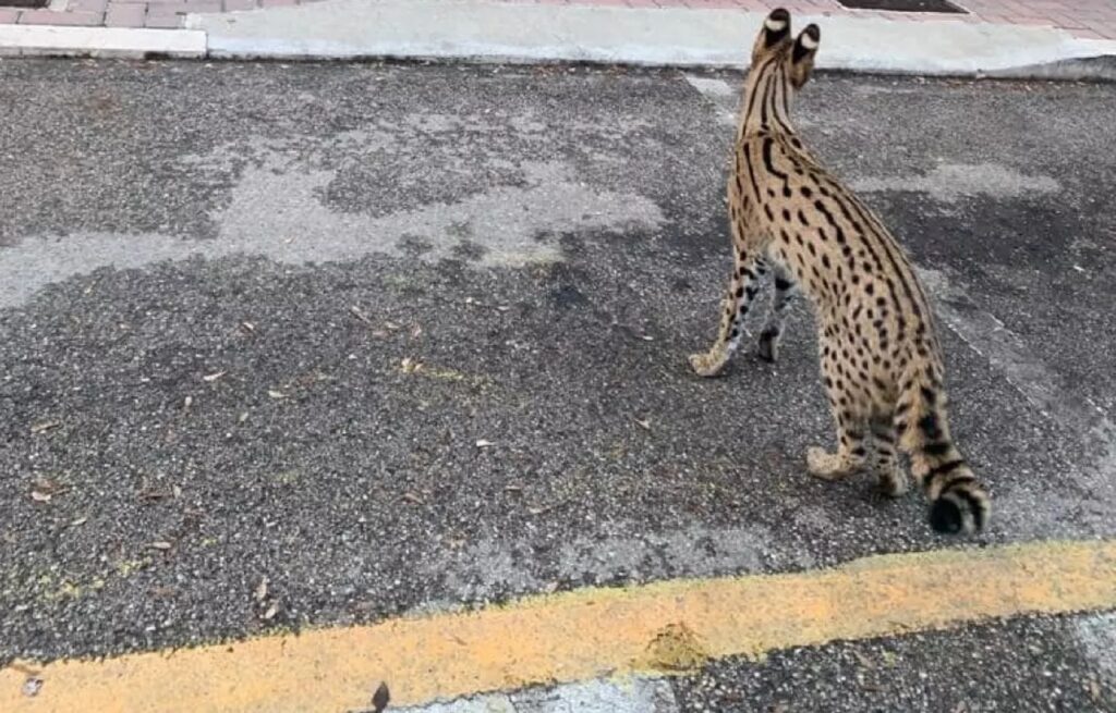 Gatto di razza Savannah in mezzo alla strada