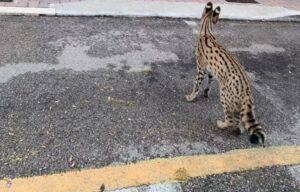 Gatto di razza Savannah in mezzo alla strada