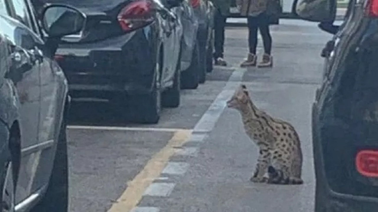 Gatto Savannah in mezzo  alle macchine