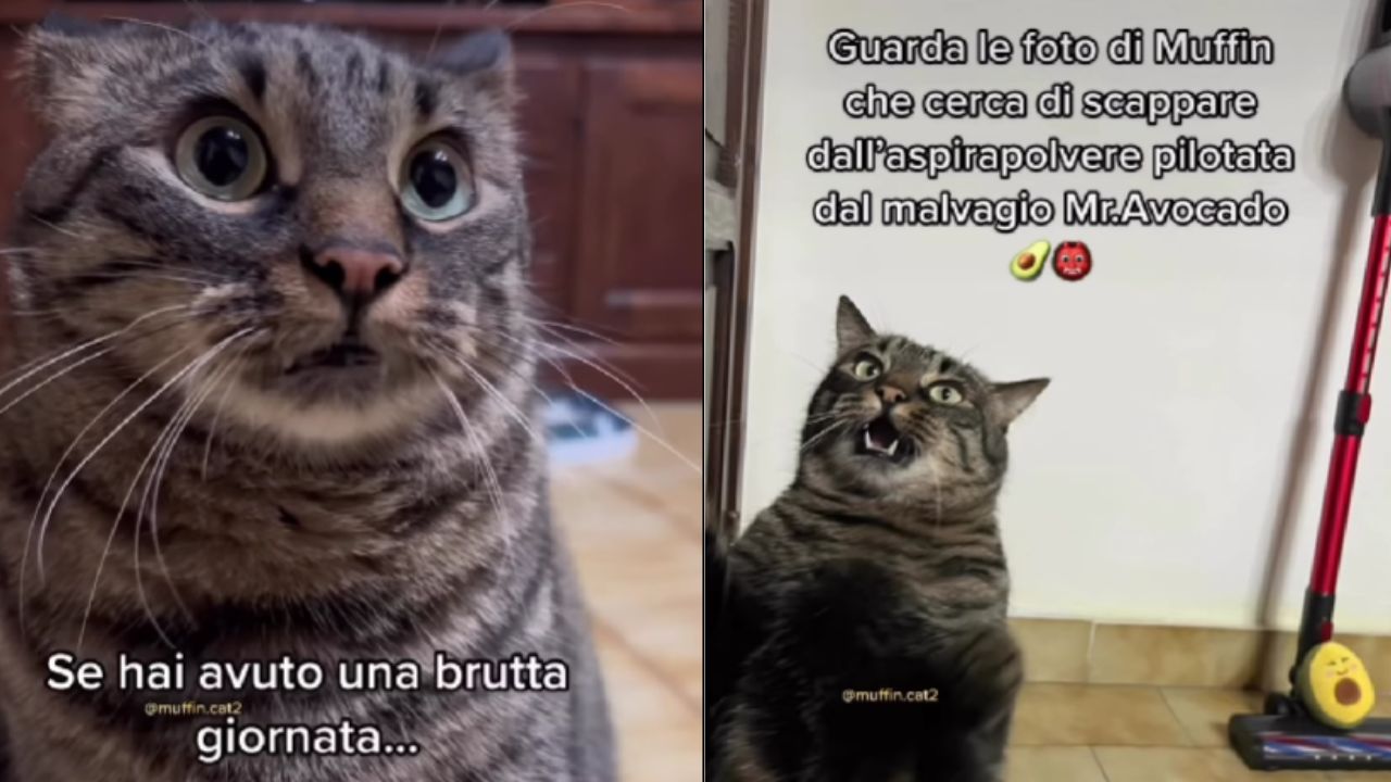 gatto scappa dall'aspirapolvere