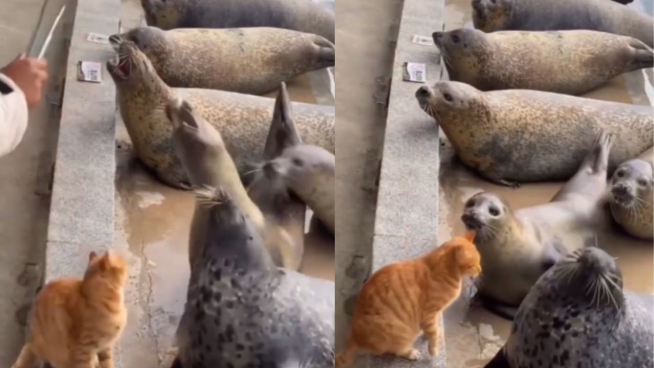 gatto sfida foche