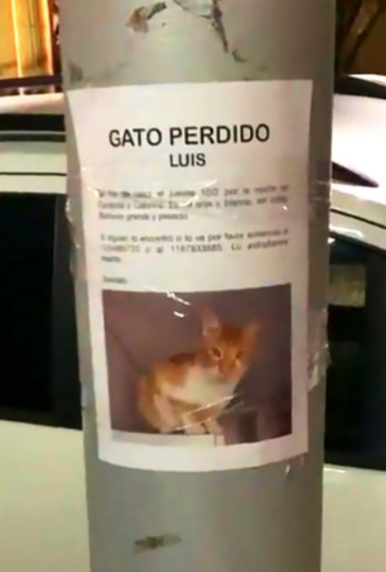 gatto smarrito