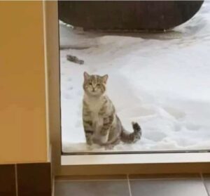 Un gatto randagio si presenta alla porta dei Vigili del fuoco e chiede aiuto