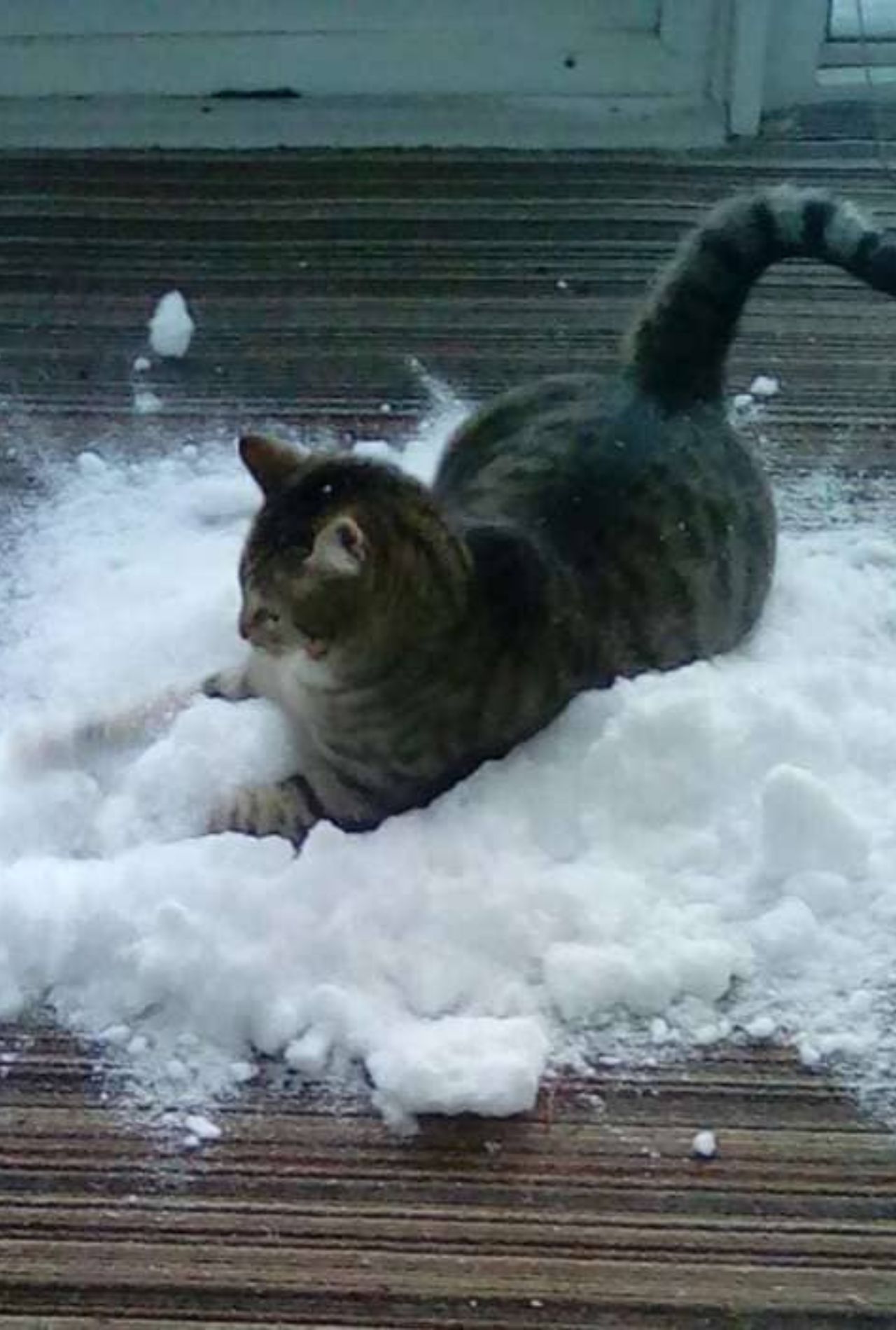 gatto sulla neve