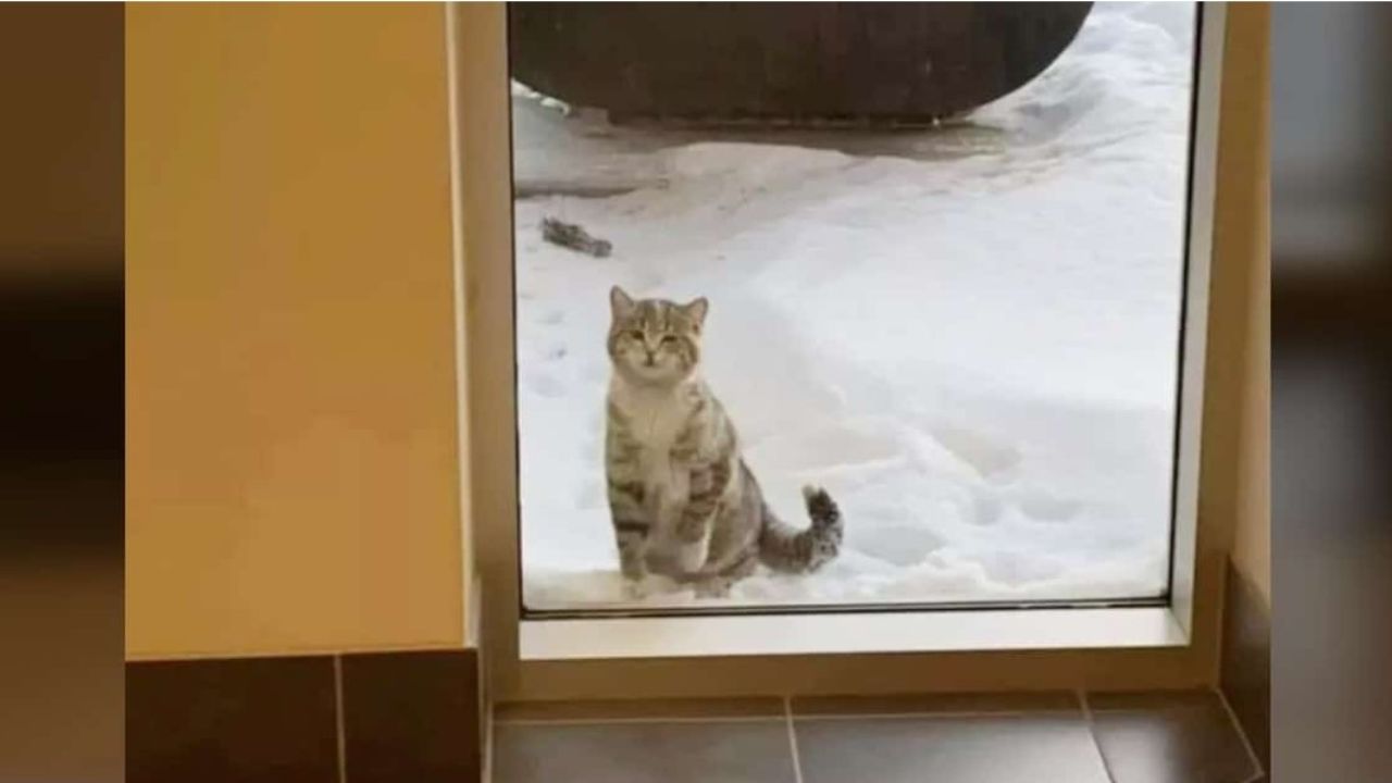 gatto seduto sulla neve