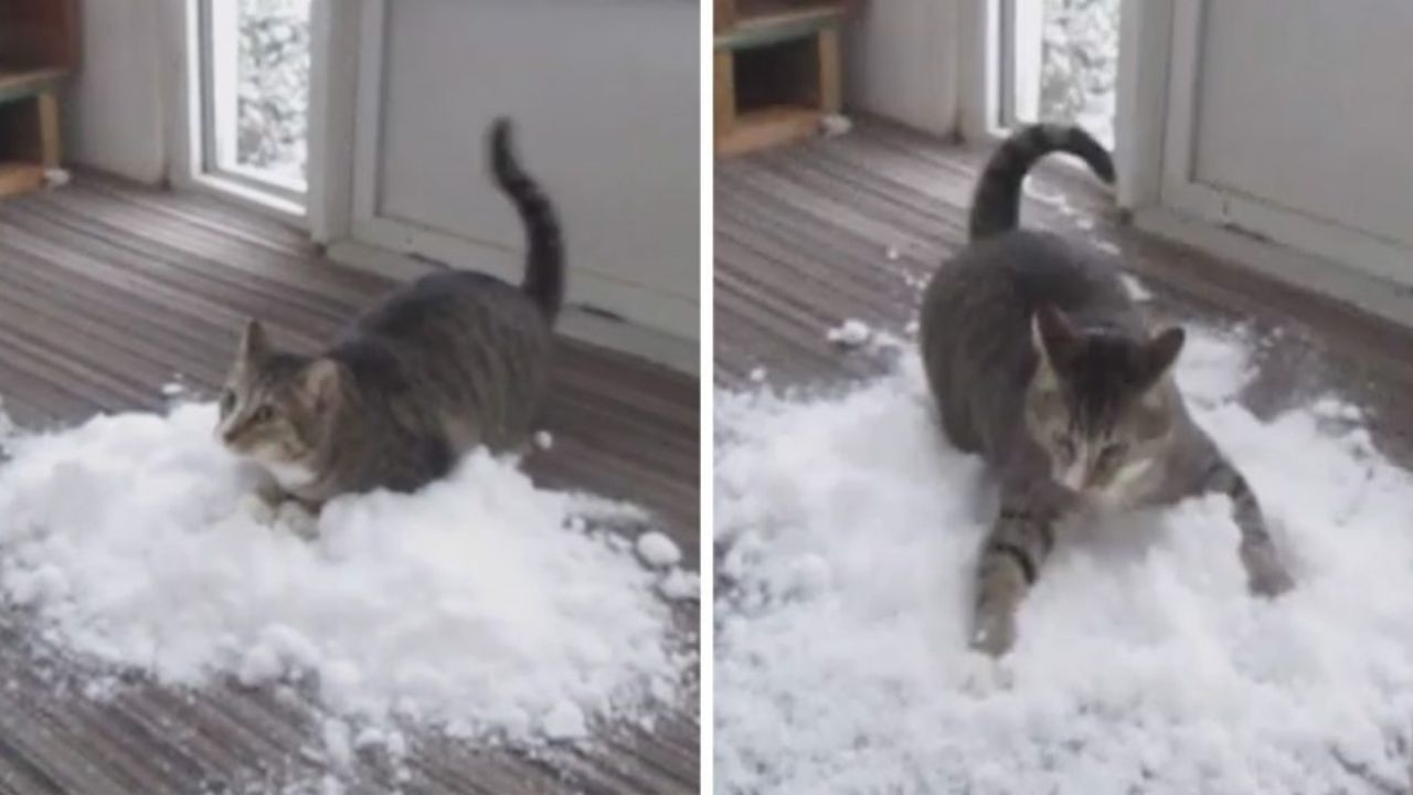 gatto sulla neve