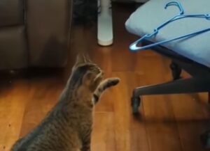 Il gatto tigrato ha un approccio decisamente strampalato con una semplice stampella per appendere gli abiti (VIDEO)