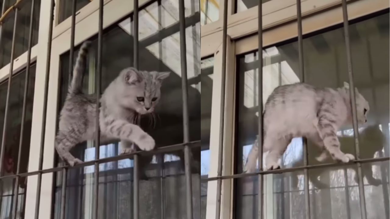 gatto conquista utenti con coreografia