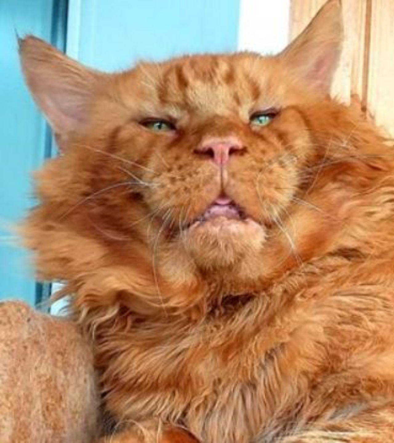 un gatto di razza Maine Coon