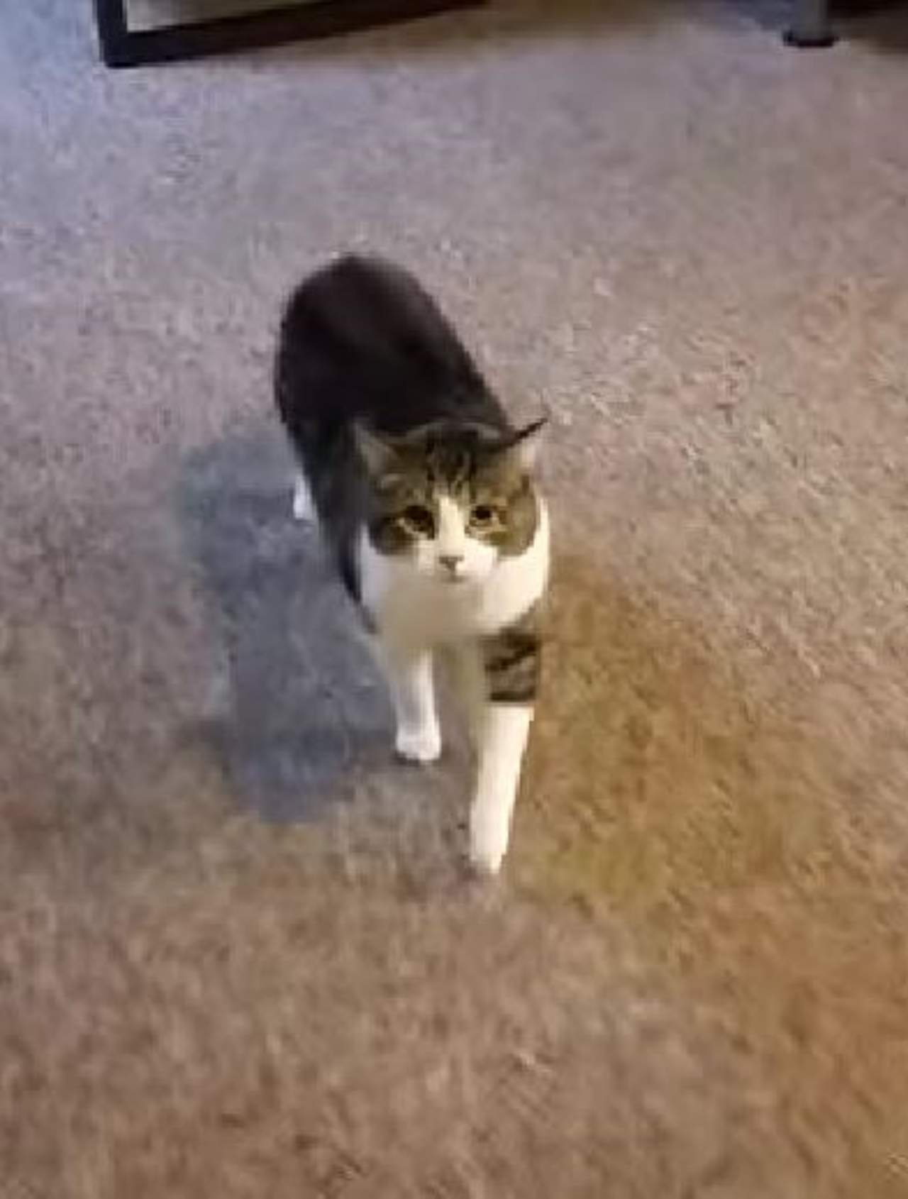 un gatto che si avvicina con fare minaccioso