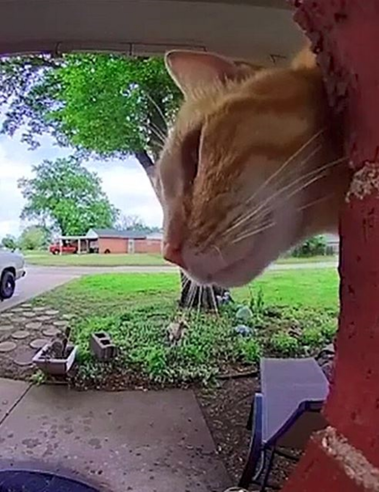 Un gatto di nome Izzy che suona il campanello