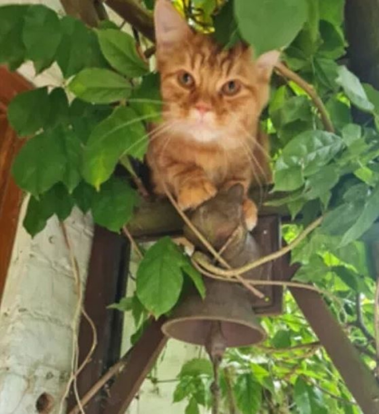 Un gatto di nome Izzy appollaiato tra le foglie
