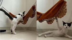 Chi ha detto che i felini cadono sempre in piedi? Vediamo che capitombolo fa questo dolcissimo gattino
