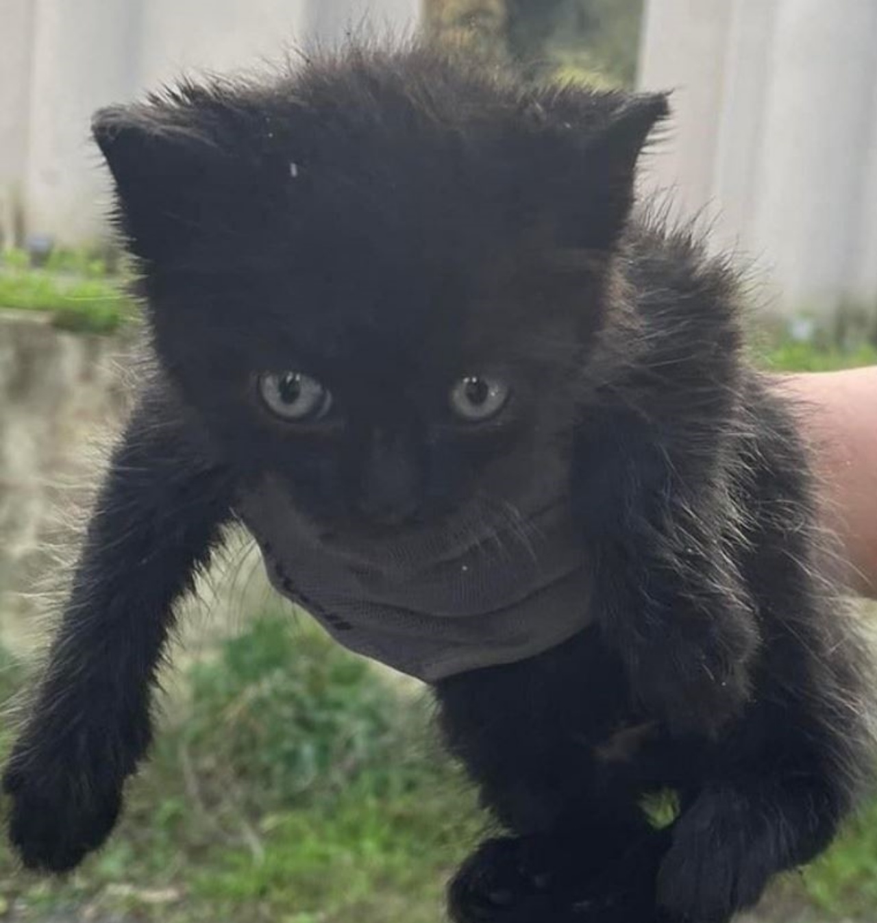 Un gattino nero di nome Lapillo