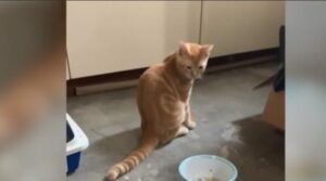 Il gatto trova un modo per comunicare con i suoi amici umani, ma ciò che ha da dire non è gentile
