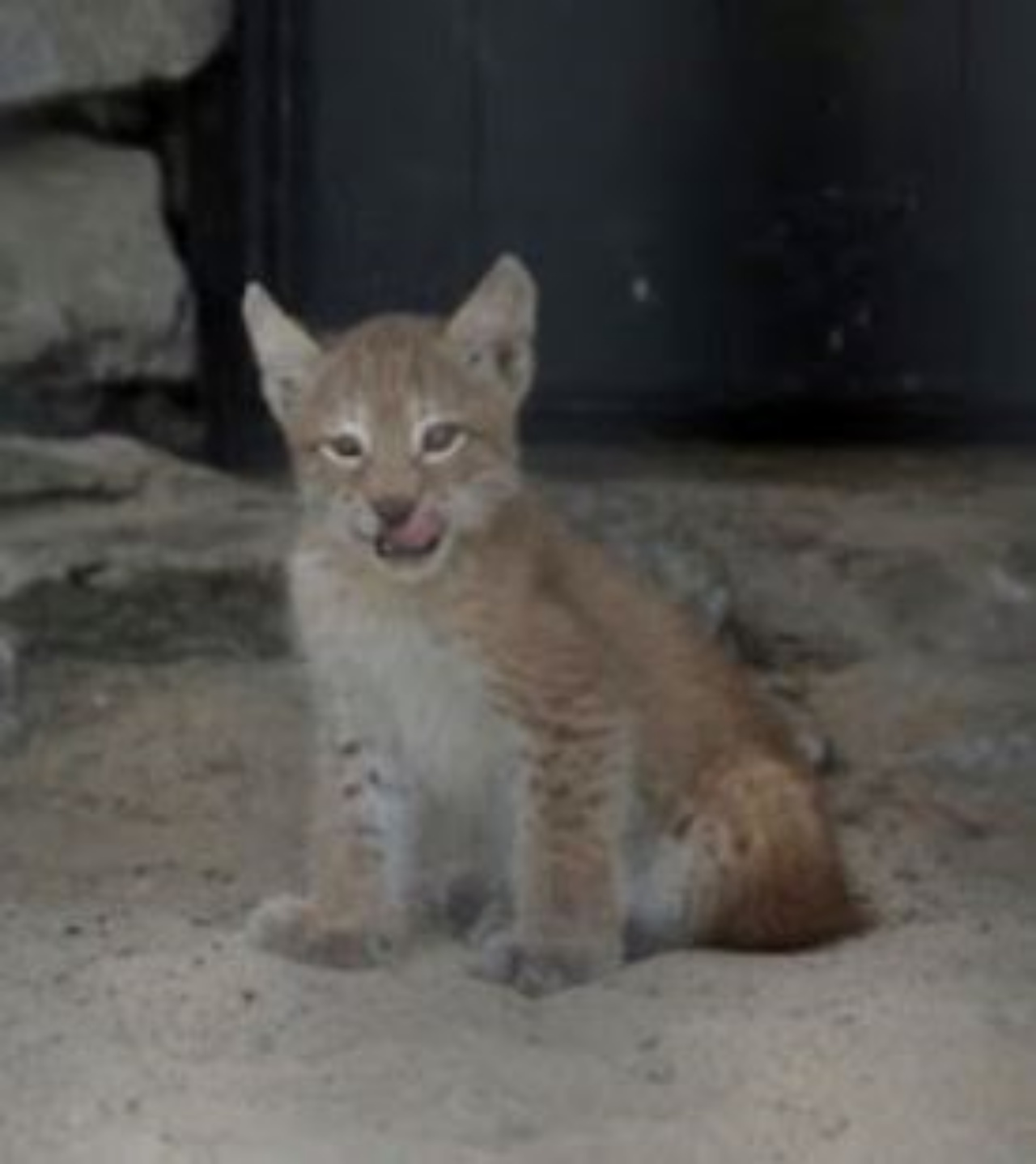 una cucciola di lince che si chiama Nika