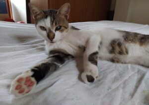 scomparso gatto europeo di un anno e mezzo