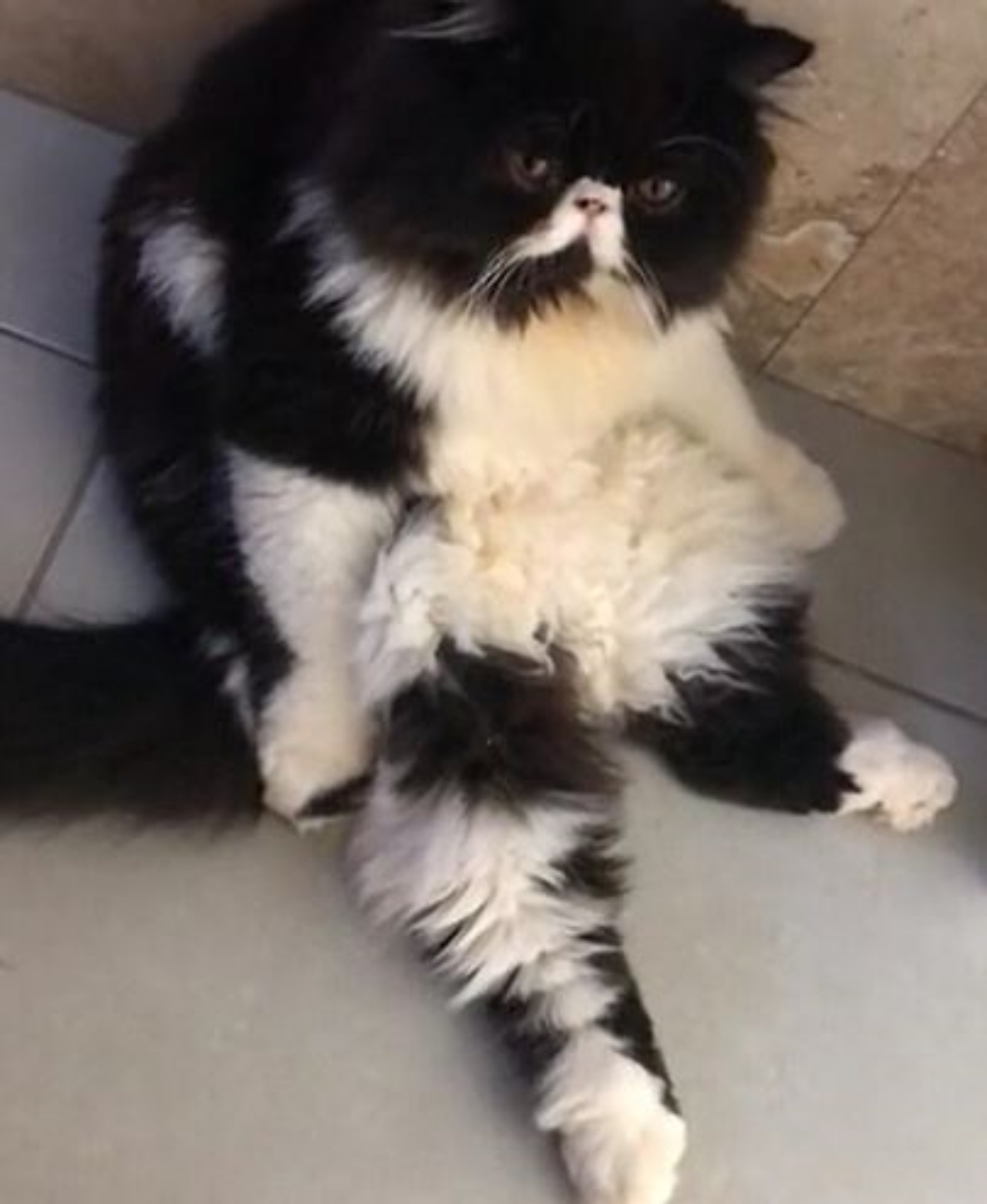 un gatto persiano seduto a terra
