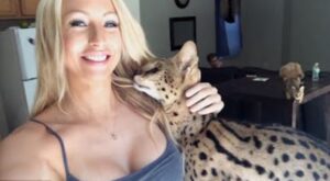 Meravigliose coccole tra una ragazza e un gatto Savannah che la chiama “mamma”