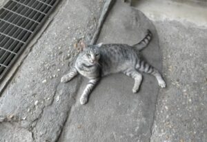 Pescara, una simil Mau egiziana fa perdere le sue tracce, la gatta Kitty deve tornare a casa