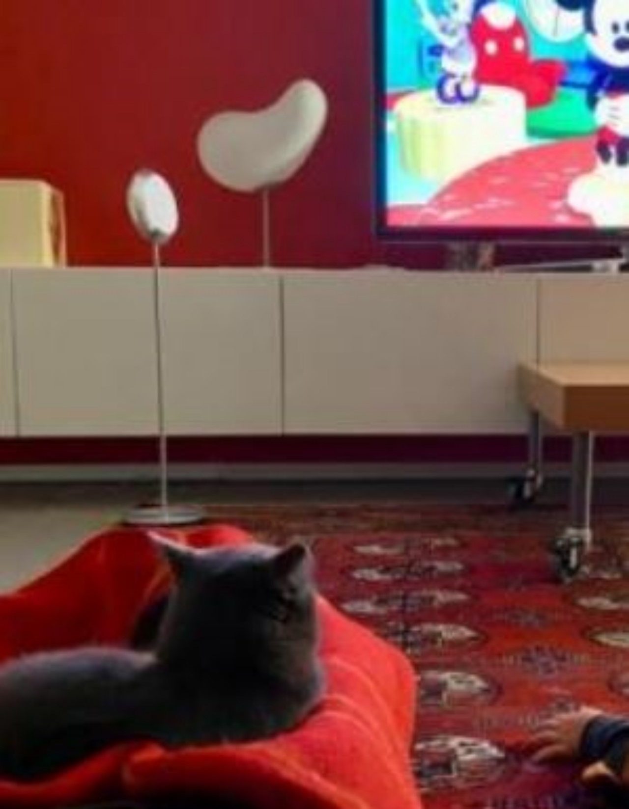 Gatto che guarda la televisione