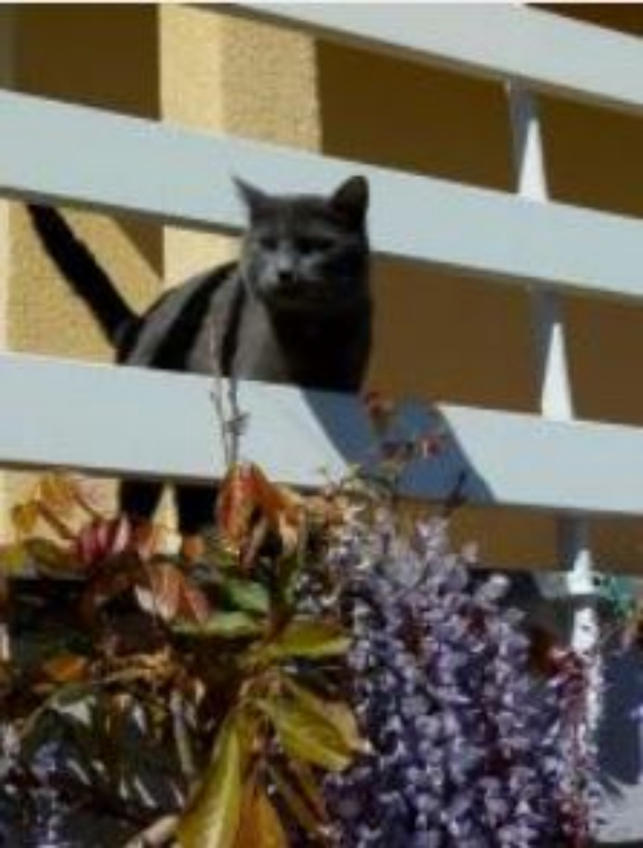 Un gatto grigio sul balcone