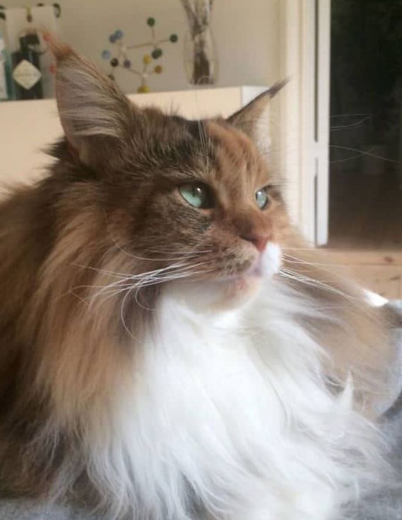 un gatto maine coon di nome pixel
