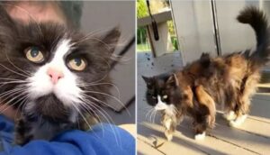 Il gatto perduto di Richard Price: vediamo come Mimi torna a casa tra le braccia della sua famiglia!