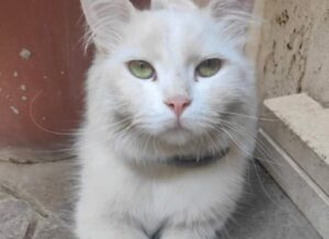 gatto europeo pelo bianco