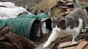 Soldato salva un gatto portandolo in trincea con sé sotto il fuoco russo