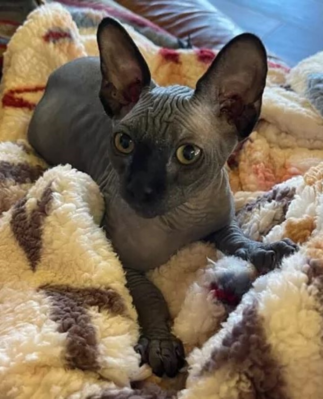 Un gatto di razza Sphynx