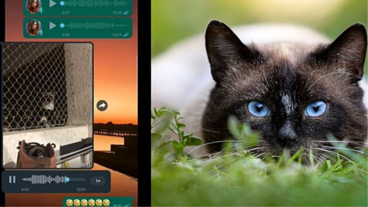 Una chat di Whatsapp e un gatto con gli occhi celesti
