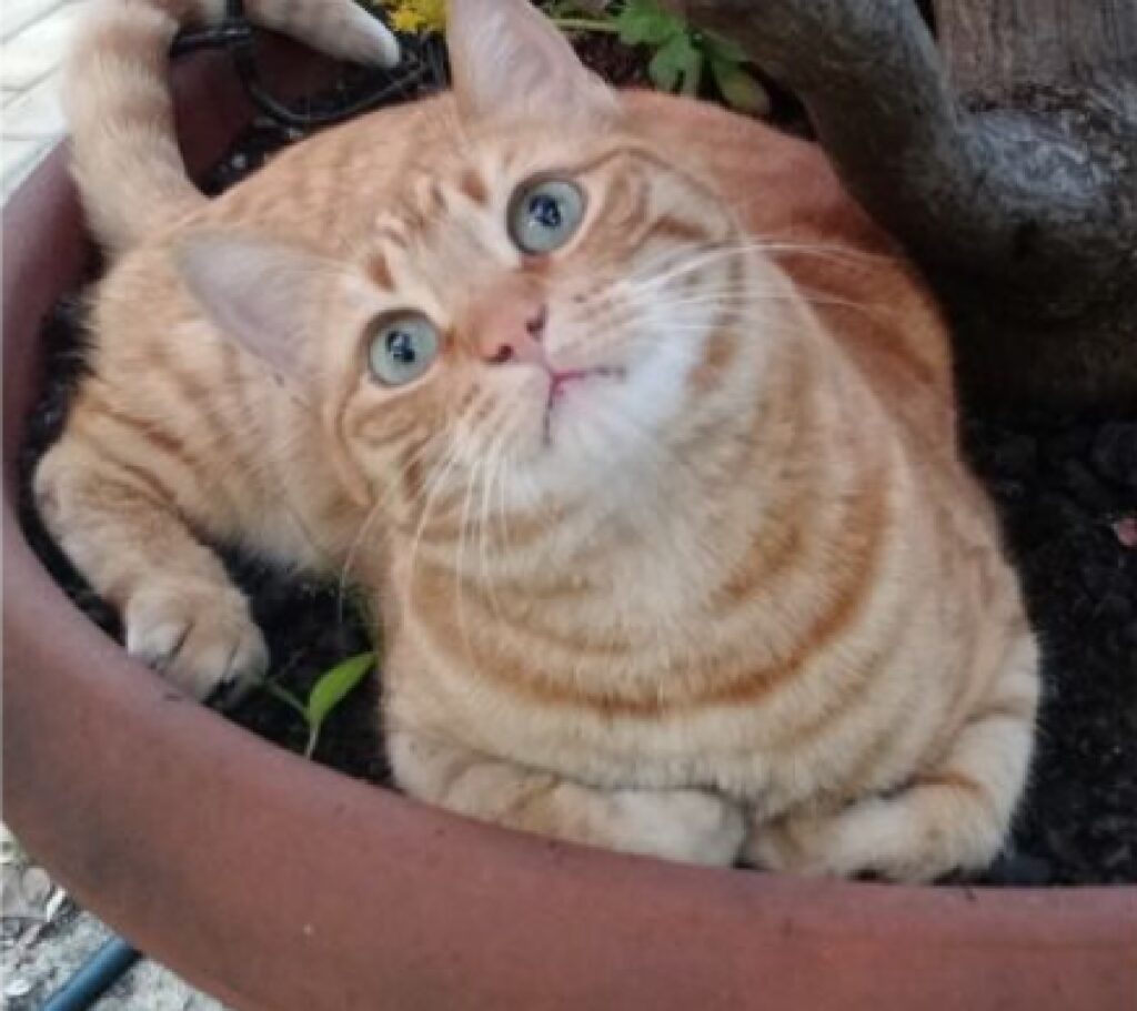 gatto sul vaso con piante
