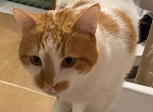 Trapani, gatto bicolore di nome Cesare svanisce come se nulla fosse, si segnala la scomparsa del micio di 2 anni