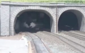 Attenzione, il treno gatto è in arrivo al binario 2: ecco il divertente video che sta spopolando sul web (VIDEO)