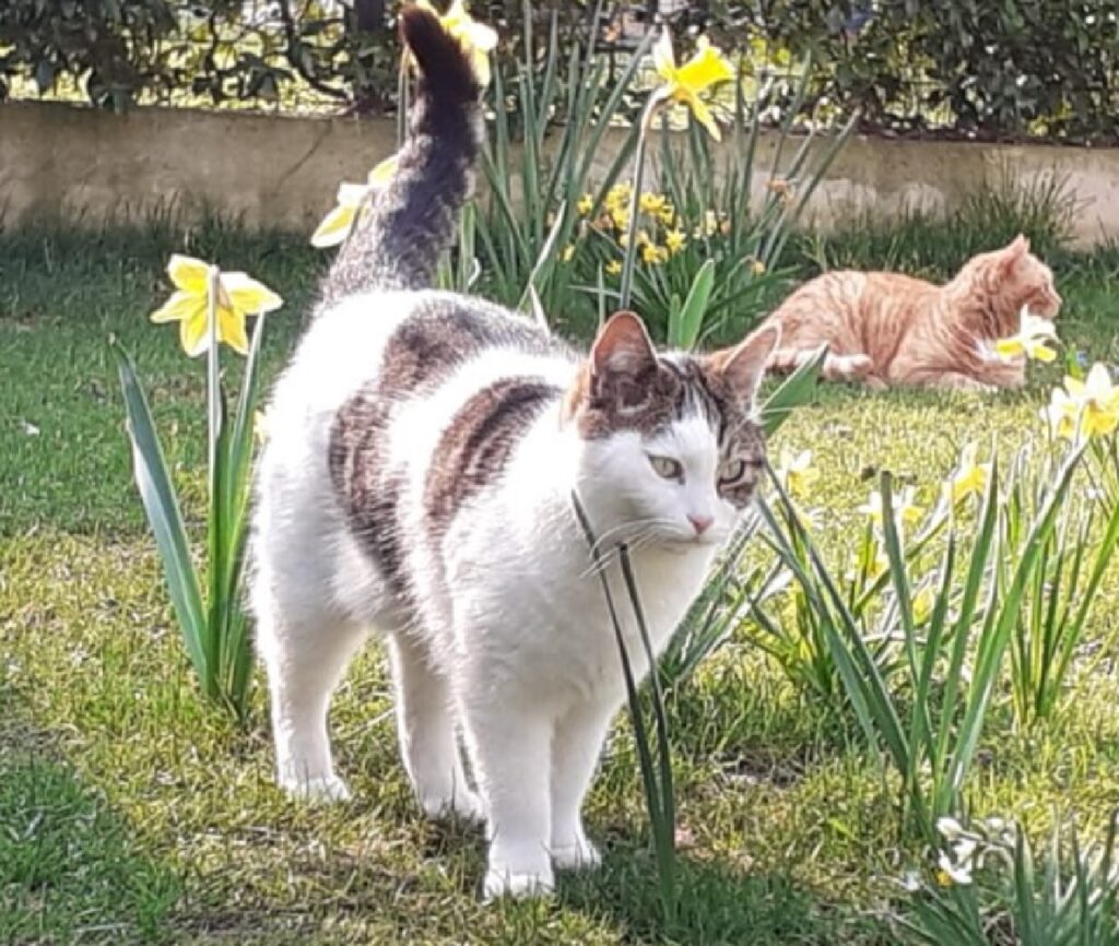 gatto cammina nel giardino