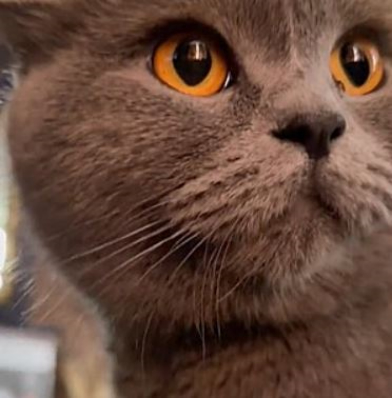 Un gatto grigio con gli occhi gialli