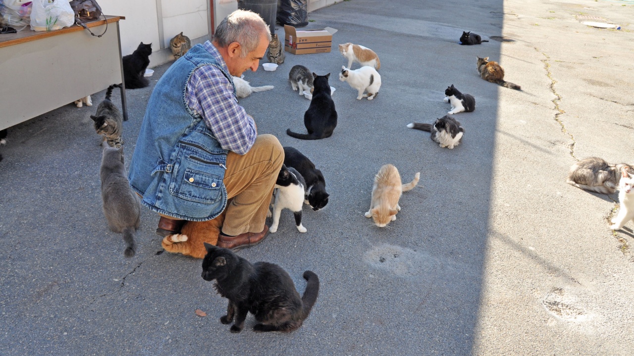 gatti e uomo